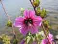 Malva veneta